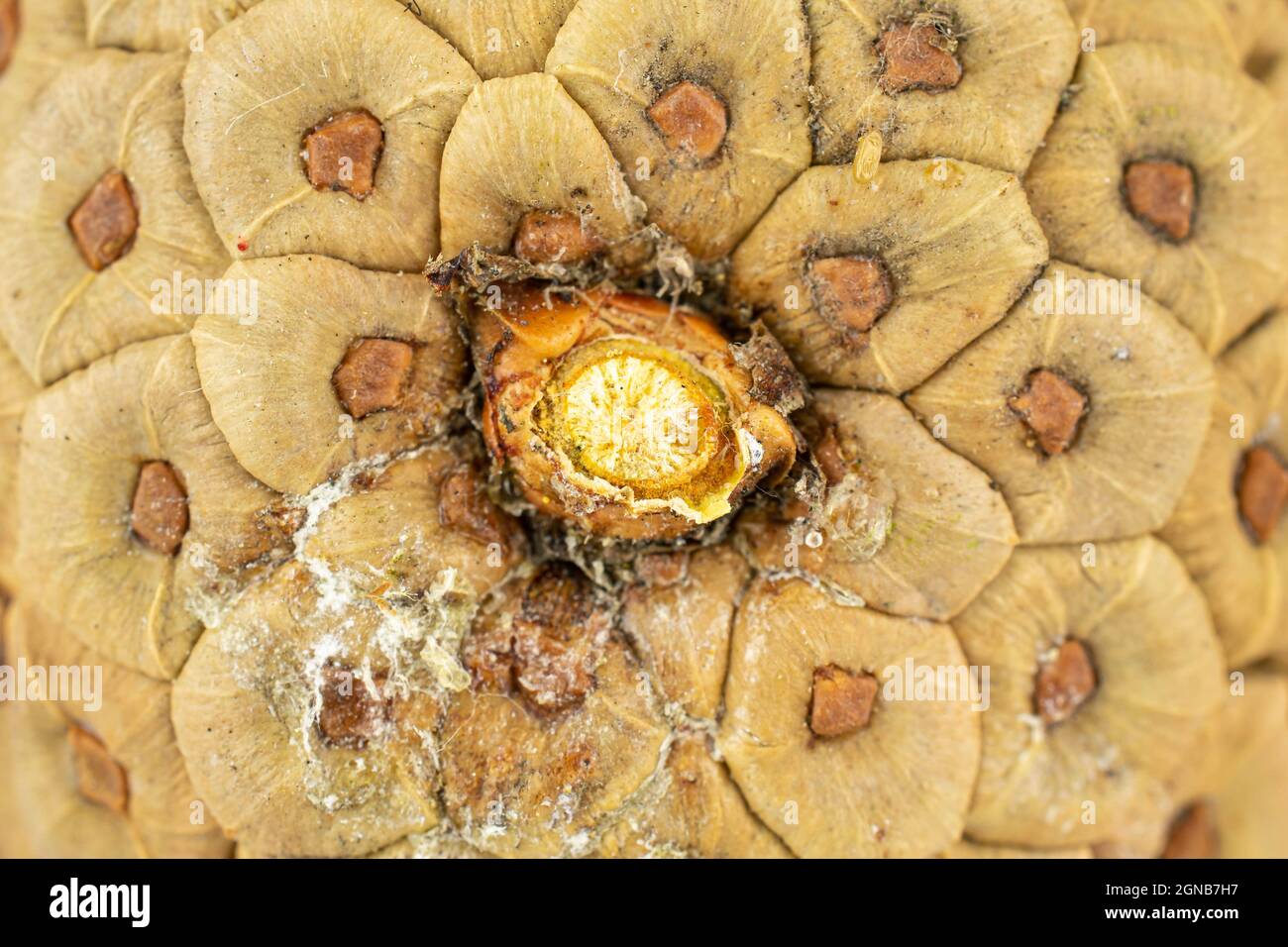 One whole beautiful pine cone in closeup Stock Photo