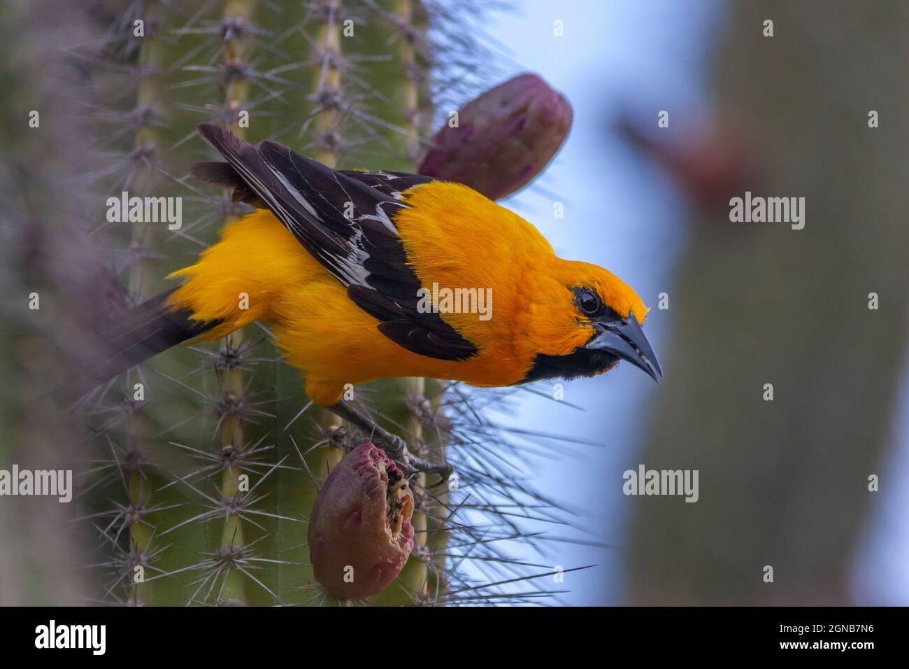 yellow grosbeak ,Pheucticus chrysopeplus, also known as the Mexican yellow grosbeak, is a medium-sized seed-eating bird in the same family as the nort Stock Photo