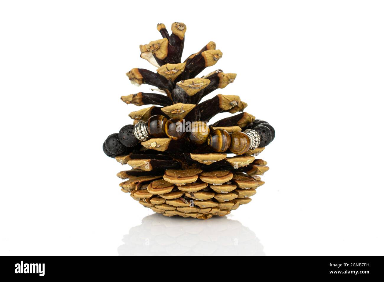 One whole beautiful pine cone isolated on white background Stock Photo ...