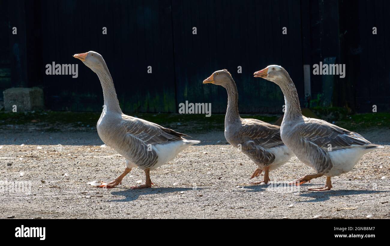 Three geese stepping out Stock Photo Alamy