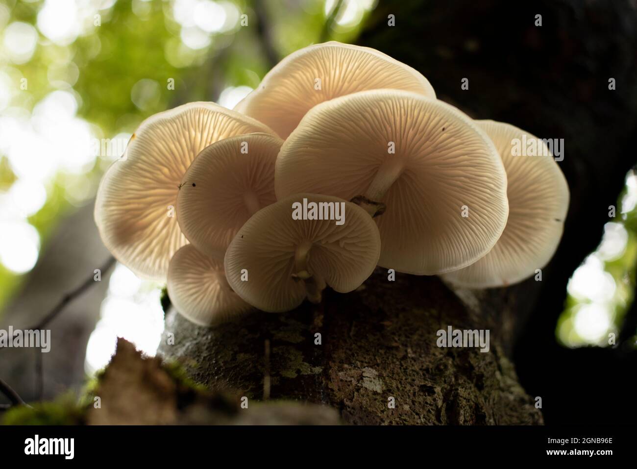 White and elegant porcelain mushrooms growing on dead tree trunk Stock ...