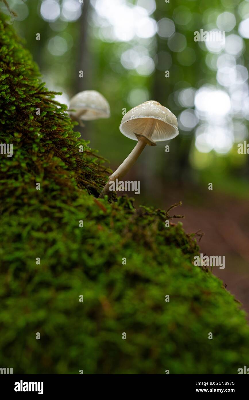 White and elegant porcelain mushrooms growing on dead tree trunk Stock ...