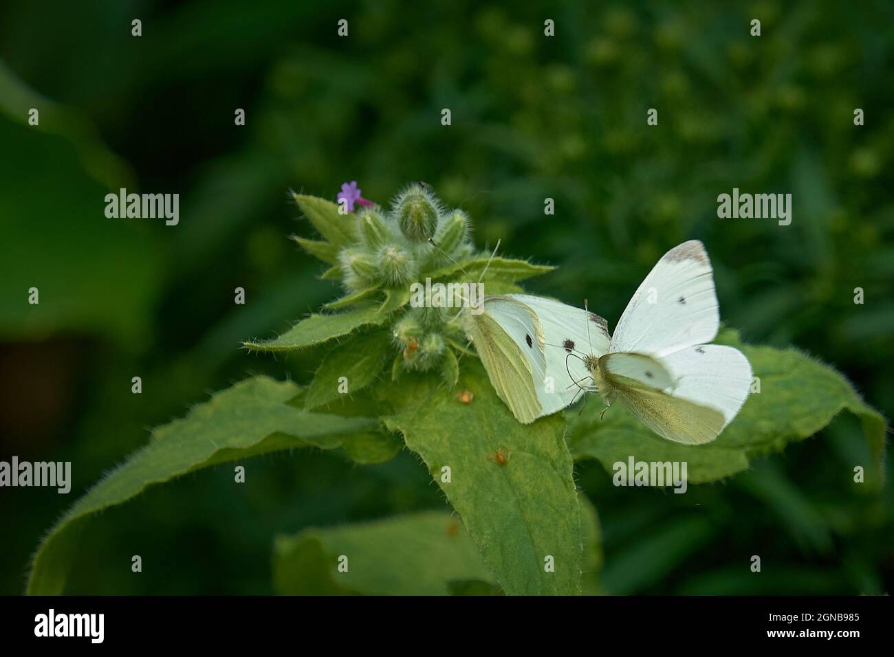 White butterflies flying hi-res stock photography and images - Alamy