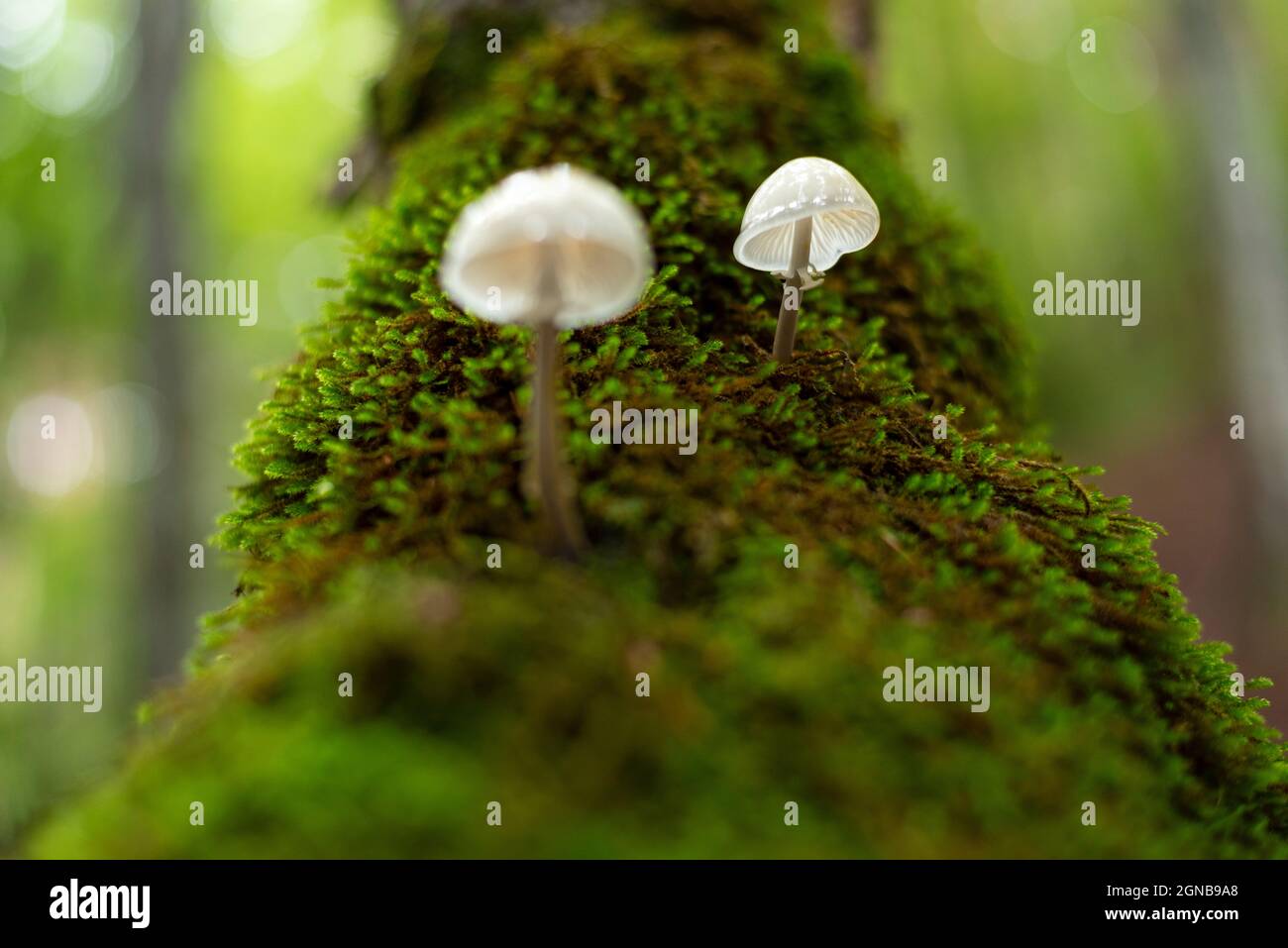White and elegant porcelain mushrooms growing on dead tree trunk Stock ...
