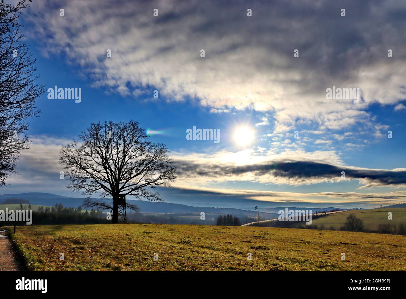 Inhabited tree in the middle of a field Stock Photo