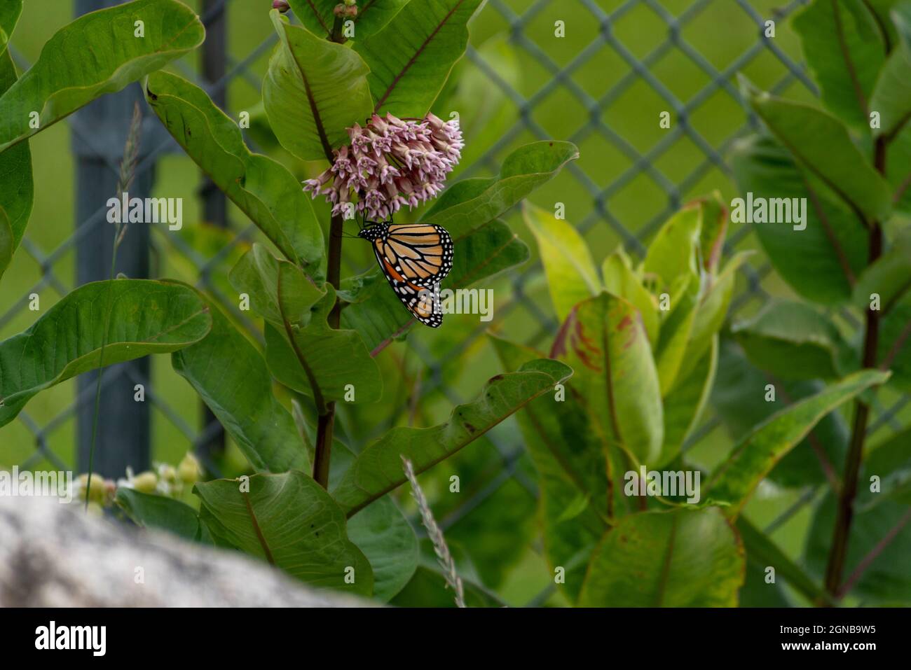 Monarch butterfly Danaus plexippus in nature on a flower Stock Photo