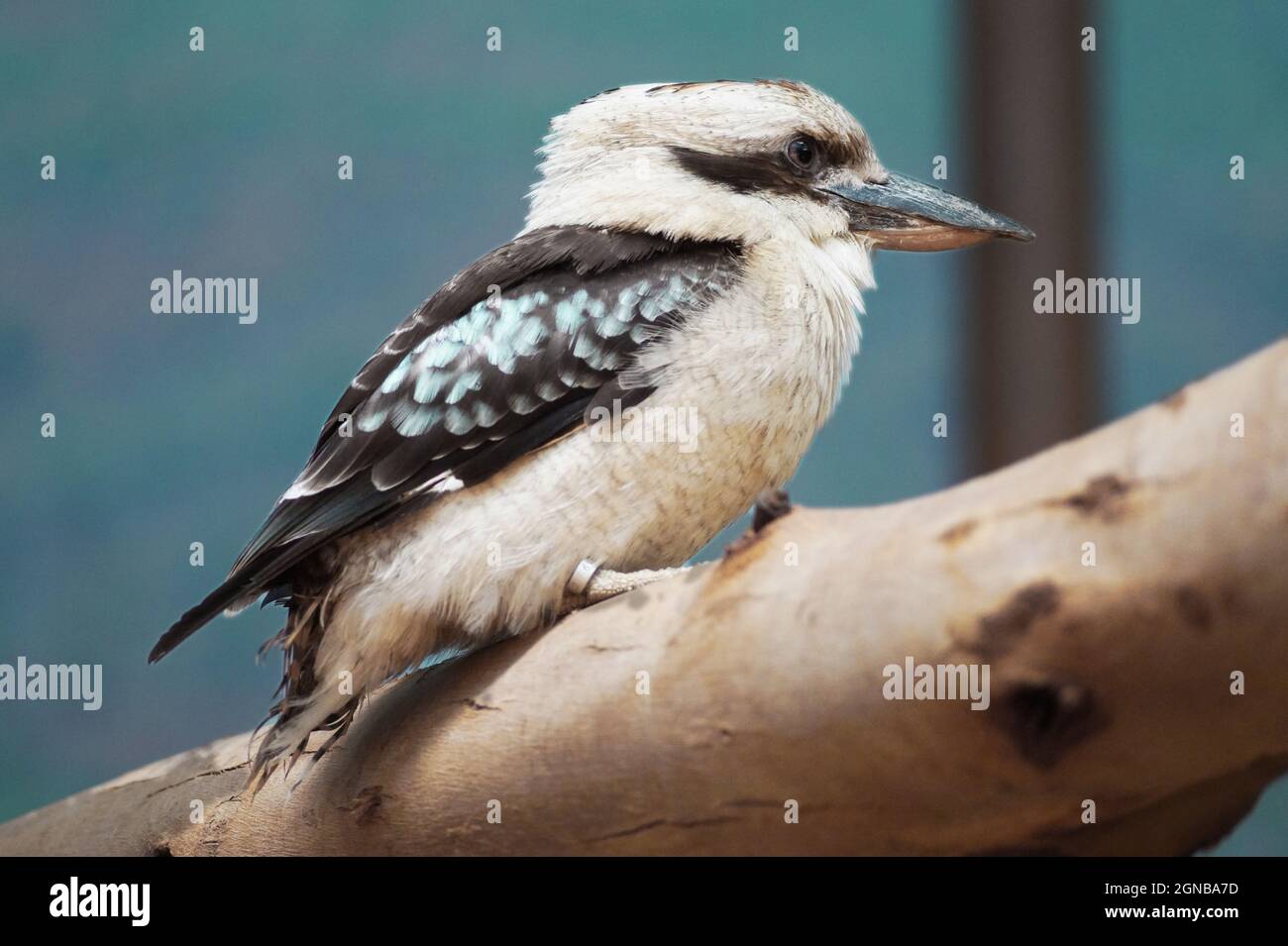 isolated kookaburra bird on a tree branch Stock Photo