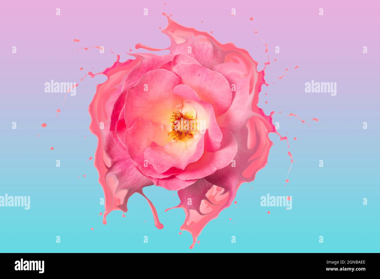 Pink purple colorful water splash hi-res stock photography and images ...