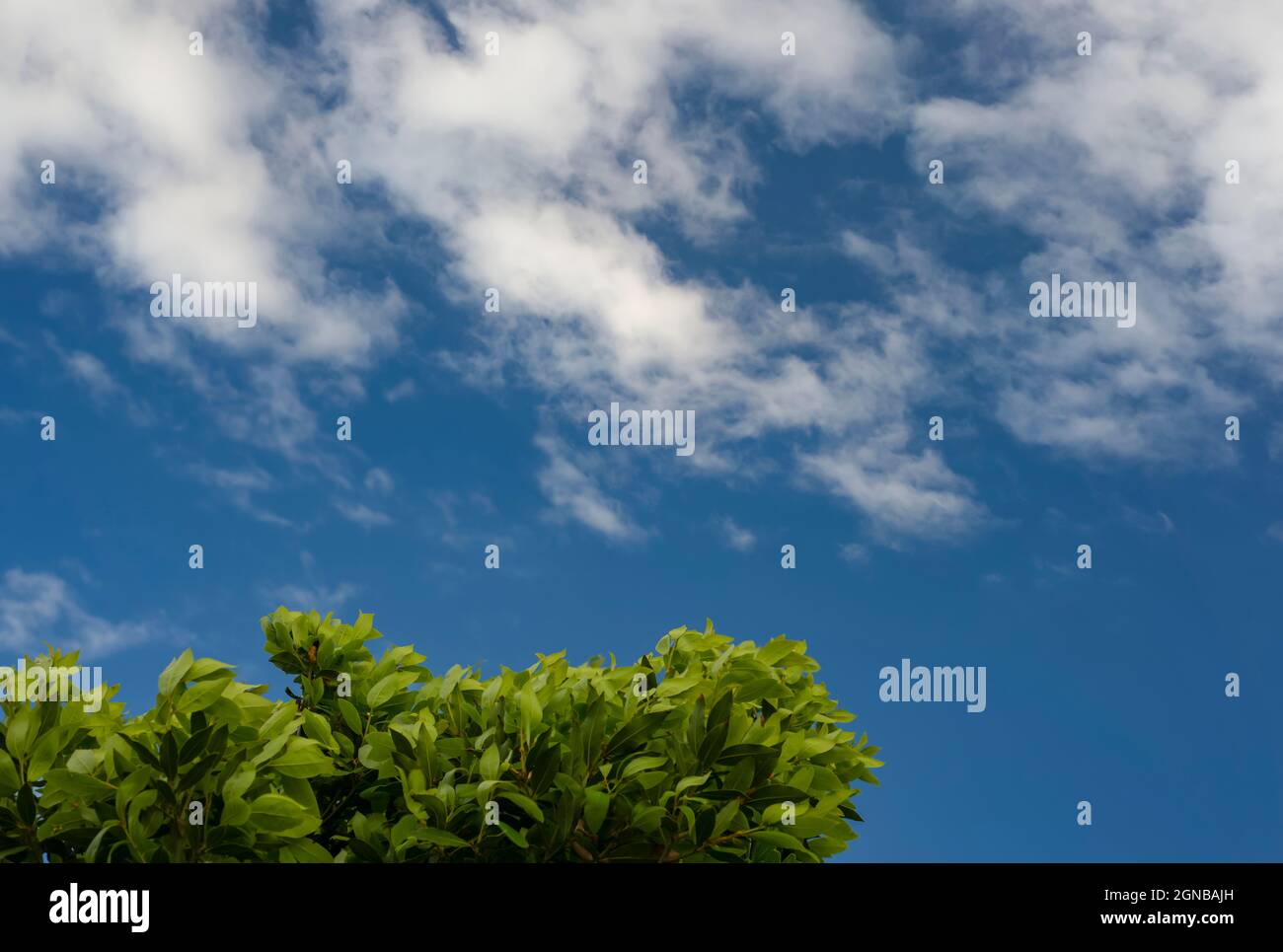 Blue sky background with clouds and leaves of a tree Stock Photo - Alamy