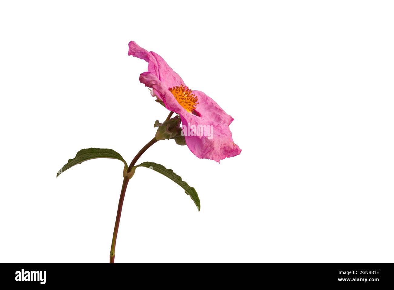 Cistus family Cistaceae or Rock Rose blossom isolated on white background Stock Photo