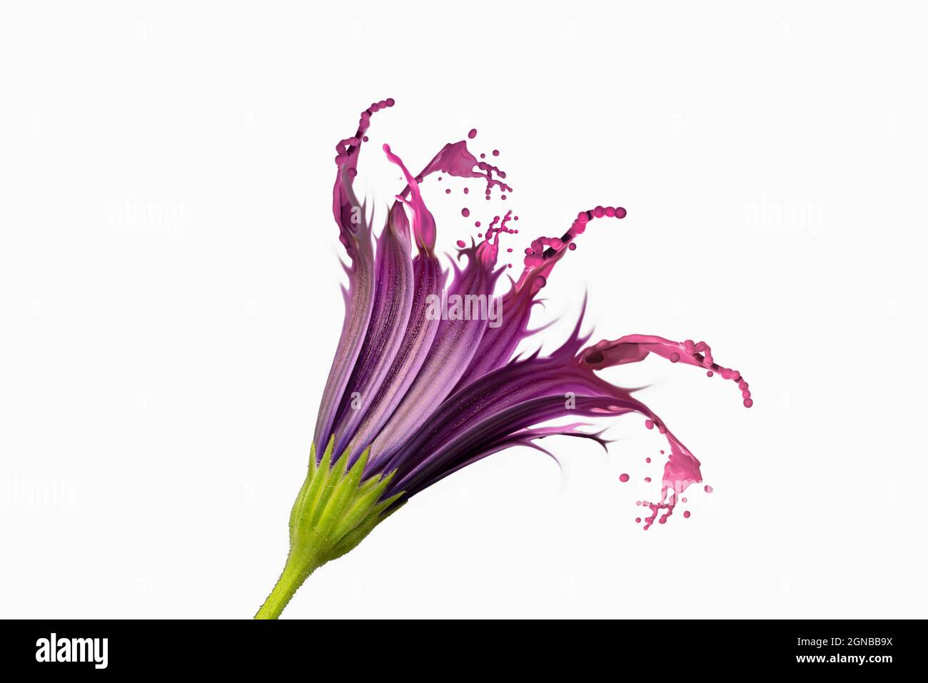 liquid purple daisy flower with white background Stock Photo