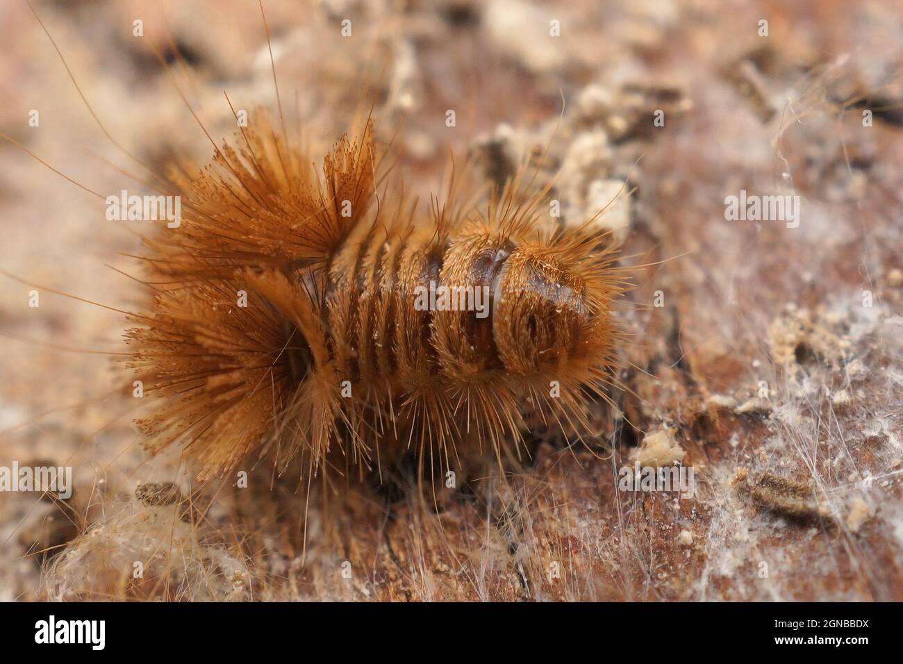 Closeup on the hairy brown larvae of the Old varied carpet beetle, Anthrenus verbasci Stock Photo