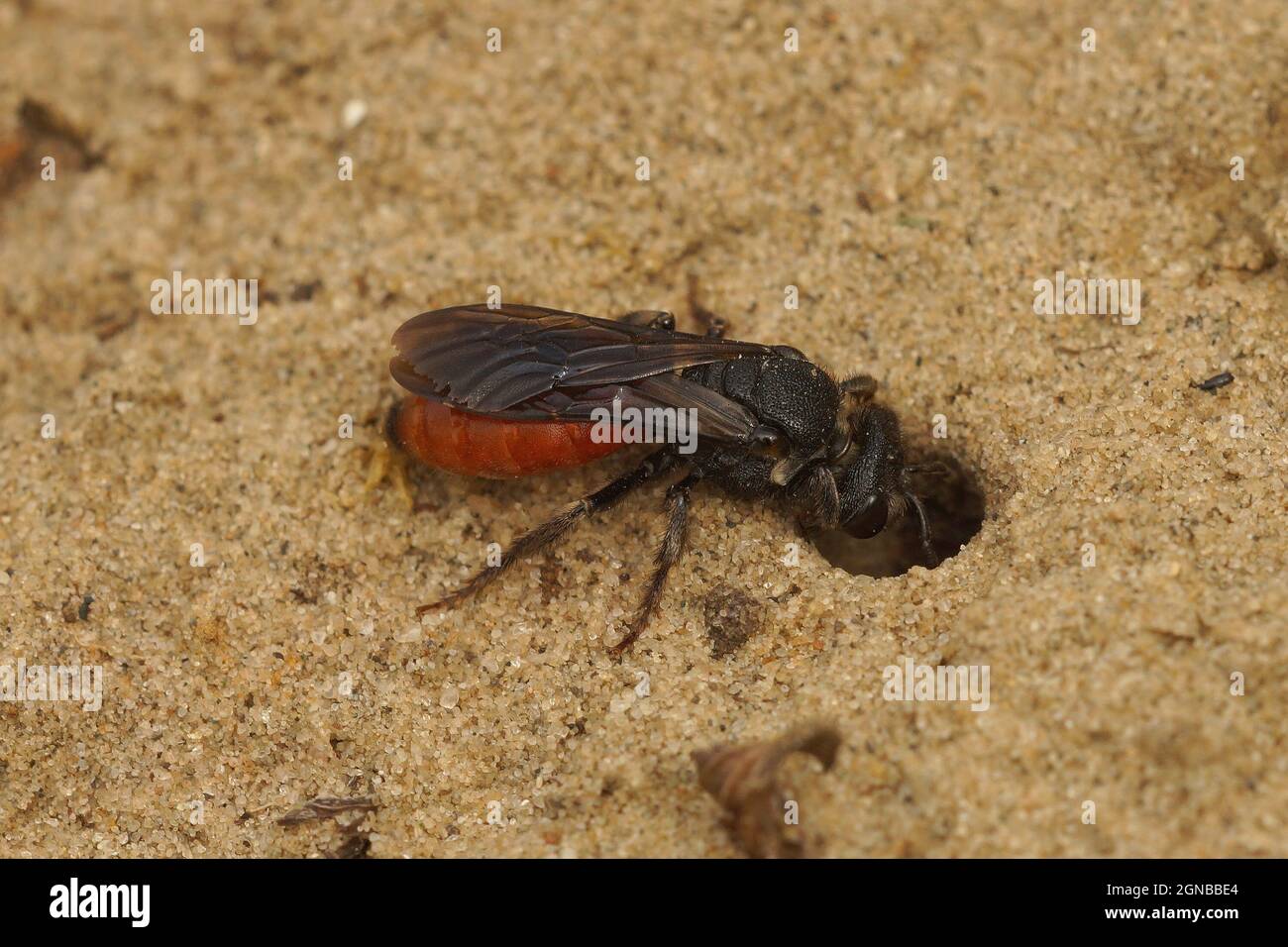 White lipped blood bee hi-res stock photography and images - Alamy