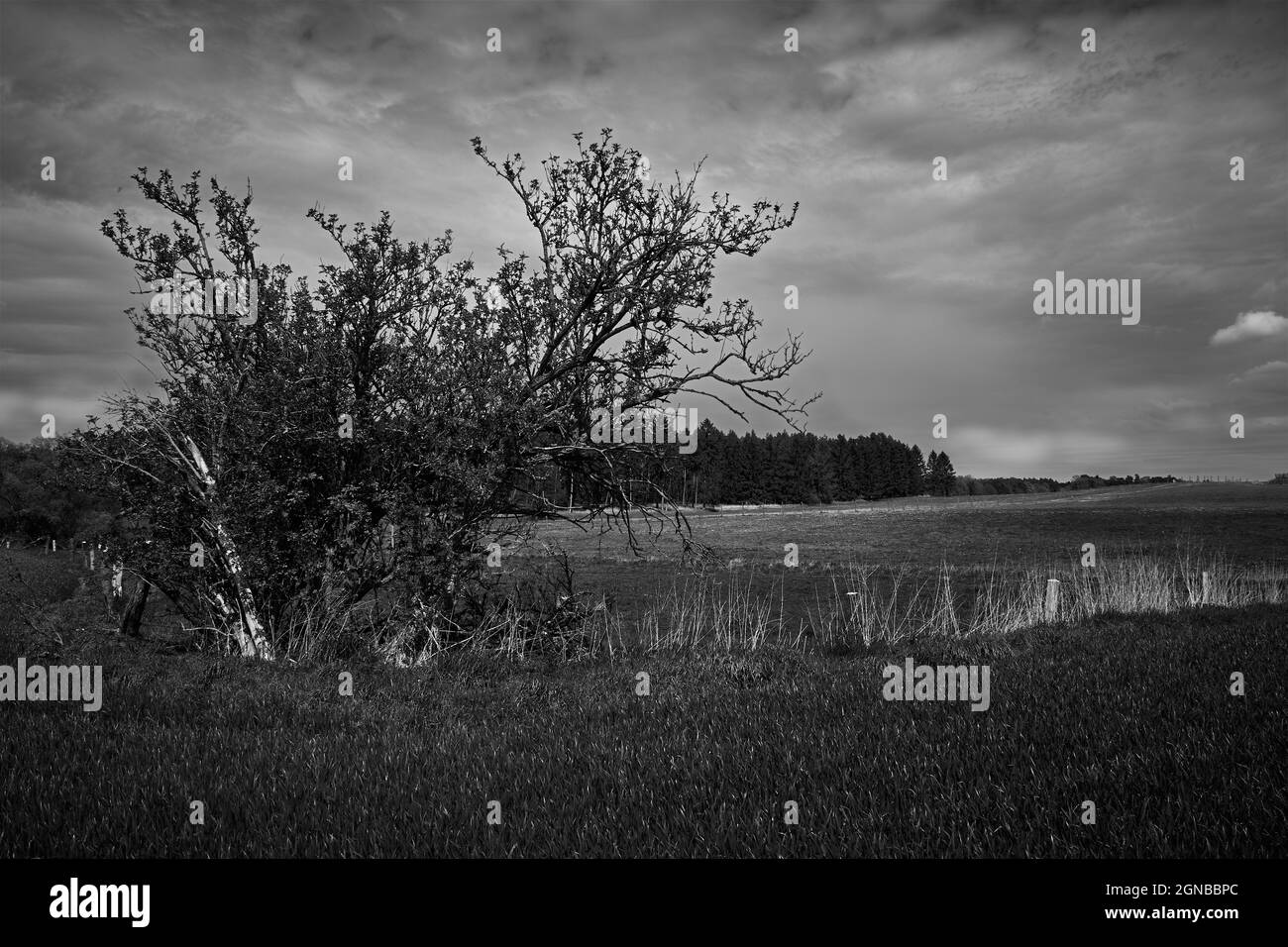 Bush big Black and White Stock Photos & Images - Alamy