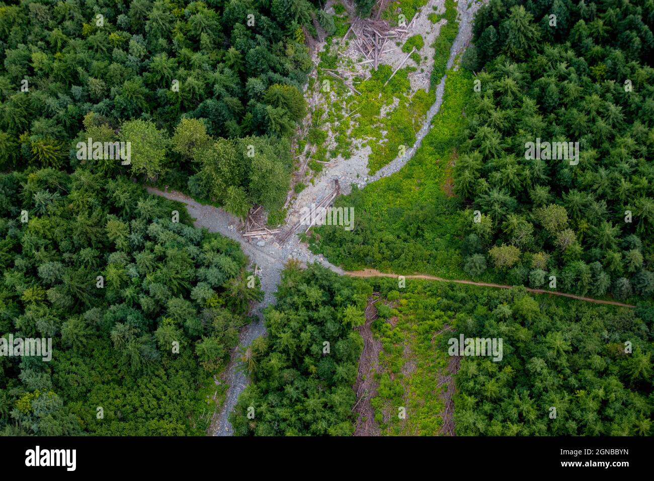 Top view of woods and  forest paths Stock Photo