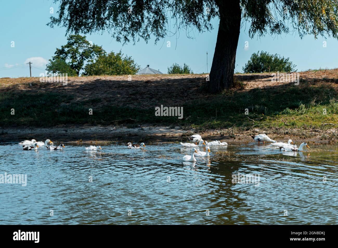 Bevy of swans in the lake Stock Photo