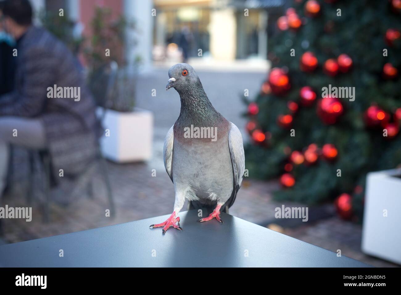 Funny grey dove in an outdoor cafe with Christmas tree with red balls and other clients in background. No mask in restaurant. Every client matter Stock Photo