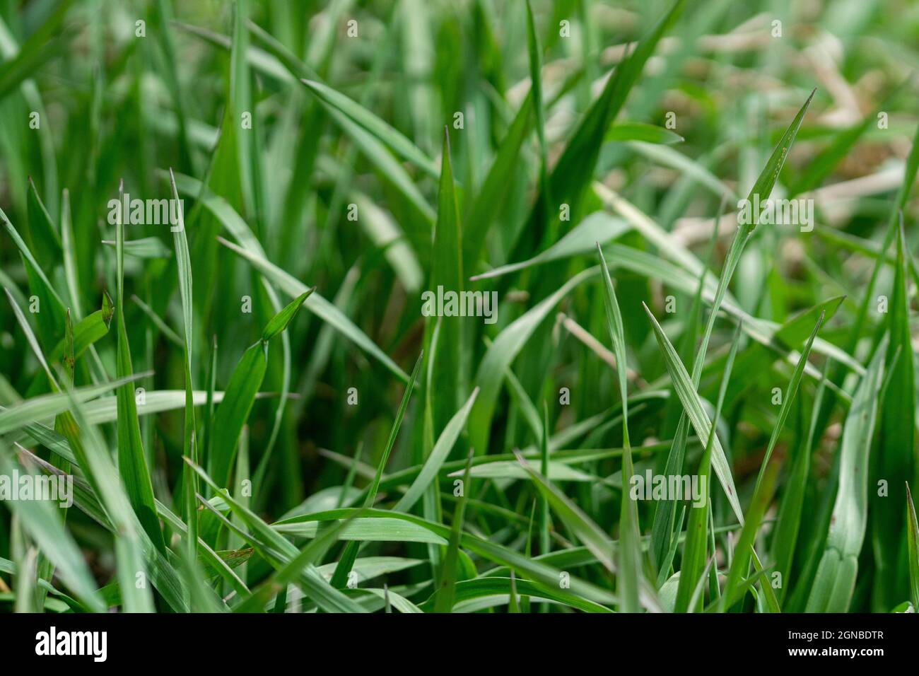 Closeup of the fresh green grass Stock Photo - Alamy