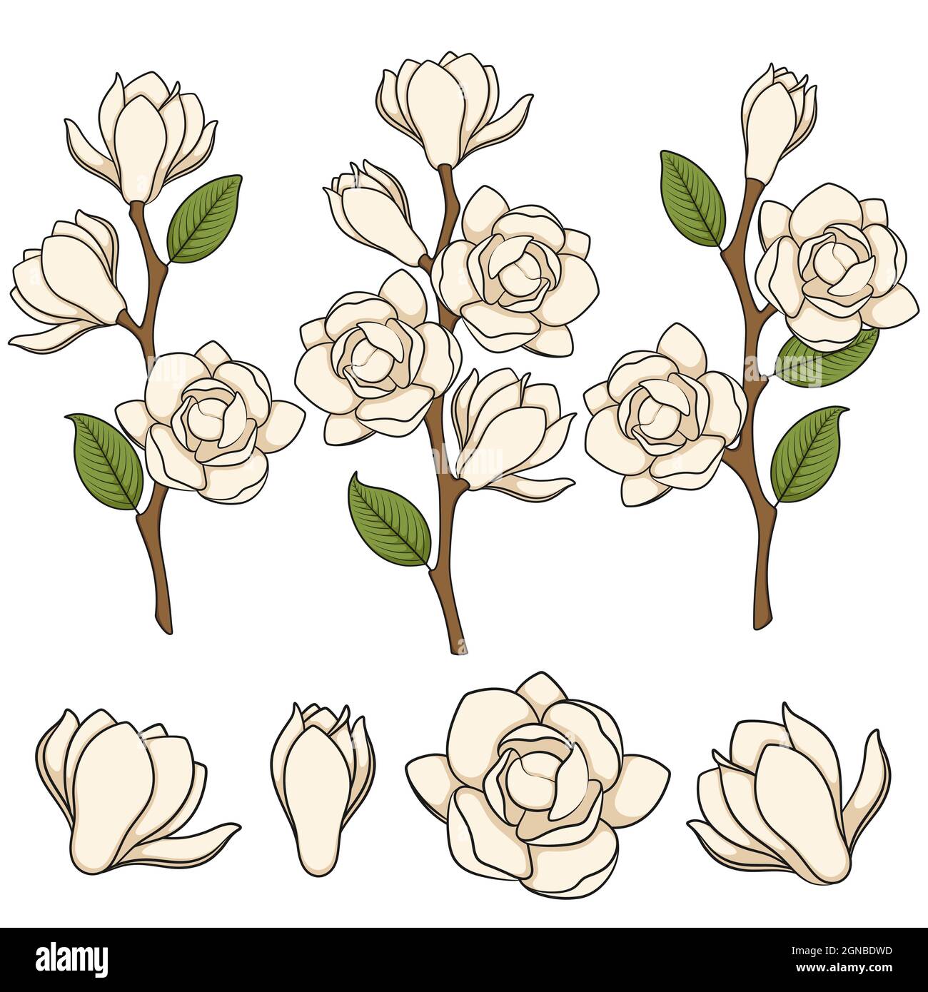 Set of colored illustration of flowering white magnolia branches. Isolated vector objects on white background. Stock Vector