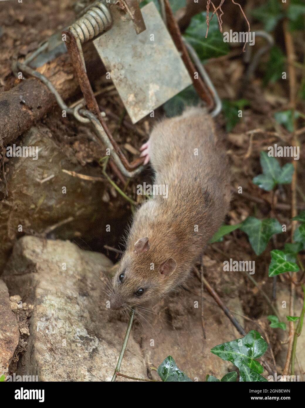 rat caught in a trap Stock Photo