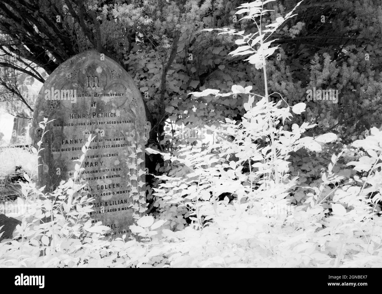 An infrared shot of an old, ivy-covered Victorian gravestone. Stock Photo