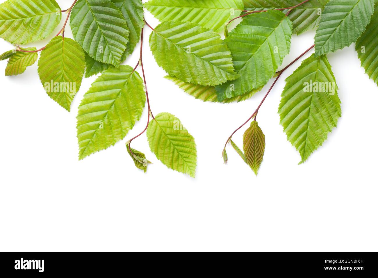 Hornbeam leaves isolated over white background. View from above Stock Photo