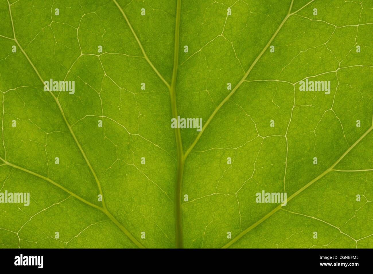 background texture green leaf structure macro photography Stock Photo