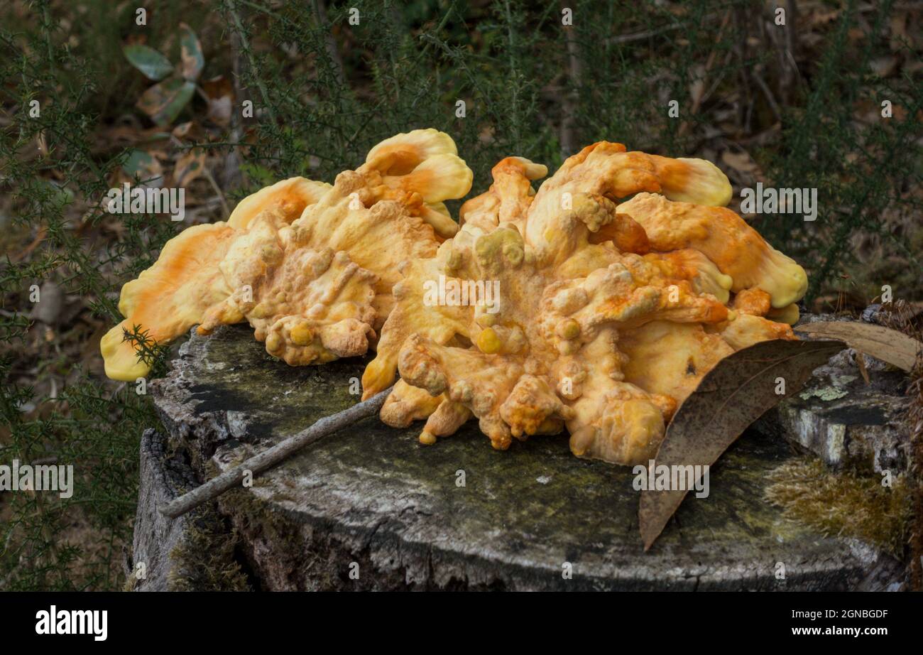Laetiporus sulphureus, bracket fungus, sulphur polypore, sulphur shelf, on a trunk, Netherlands Stock Photo