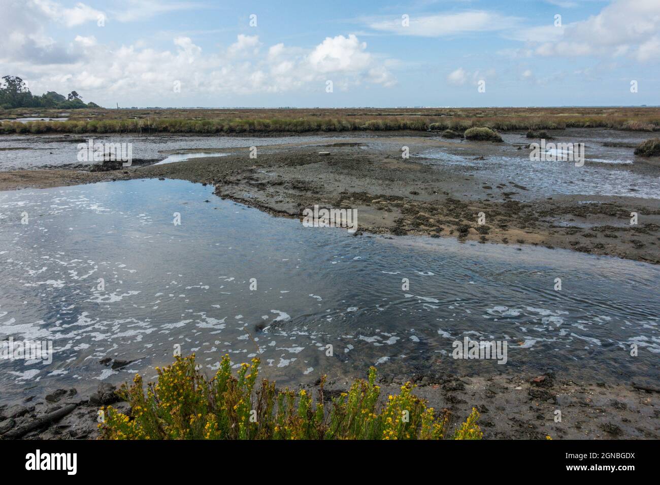 Coastal salt marshlands, wetlands of Aveiro lagoon, nature reserve, Portugal. Stock Photo