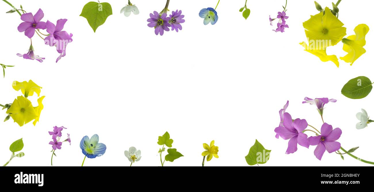 leaves and flowers, web banner, white background Stock Photo