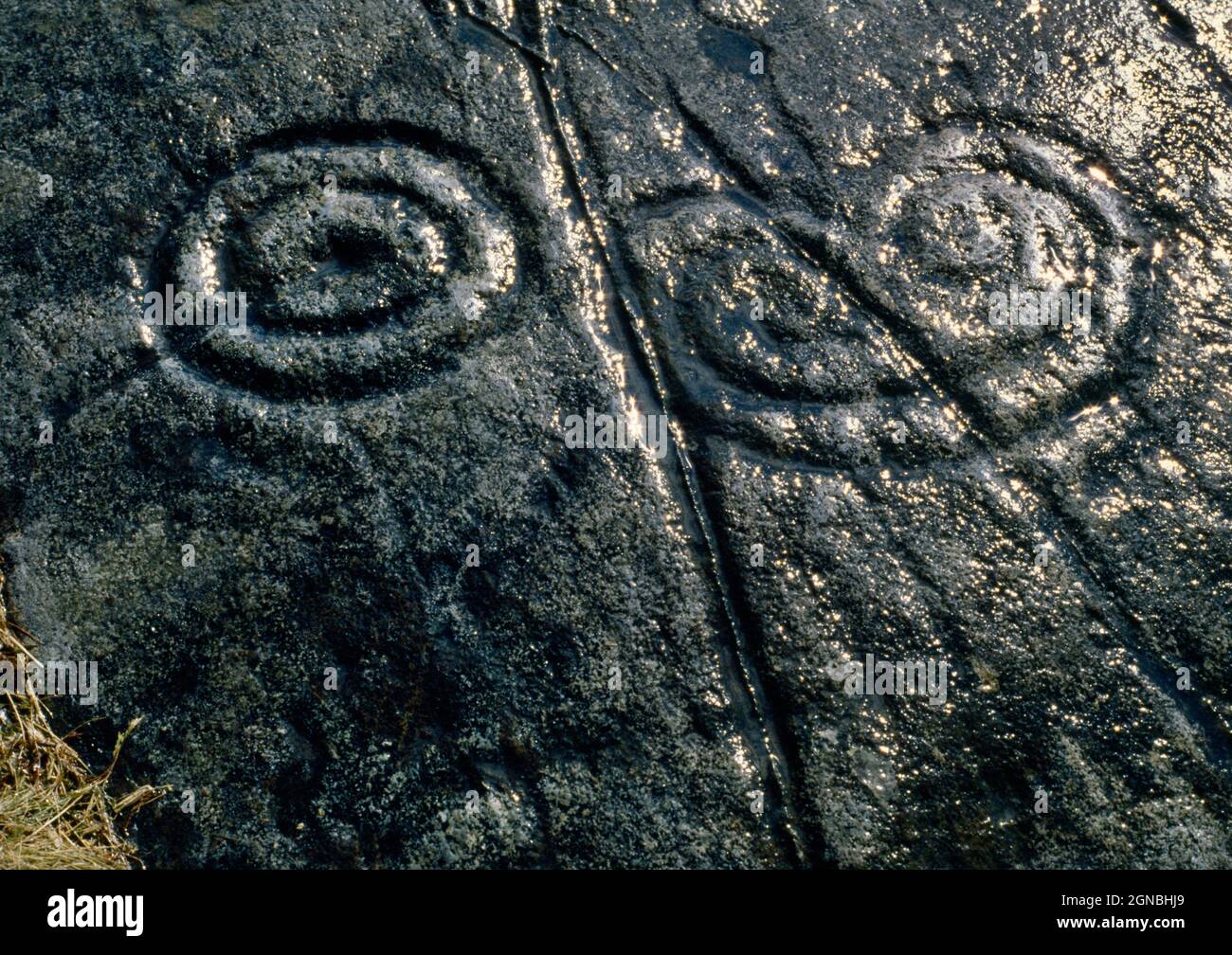 Top outcrop, Site 1, (Morris's Area A) of Achnabreck prehistoric rock art, Argyll, Scotland, UK: view WSW of a horned spiral, & a cup, rings & tail. Stock Photo