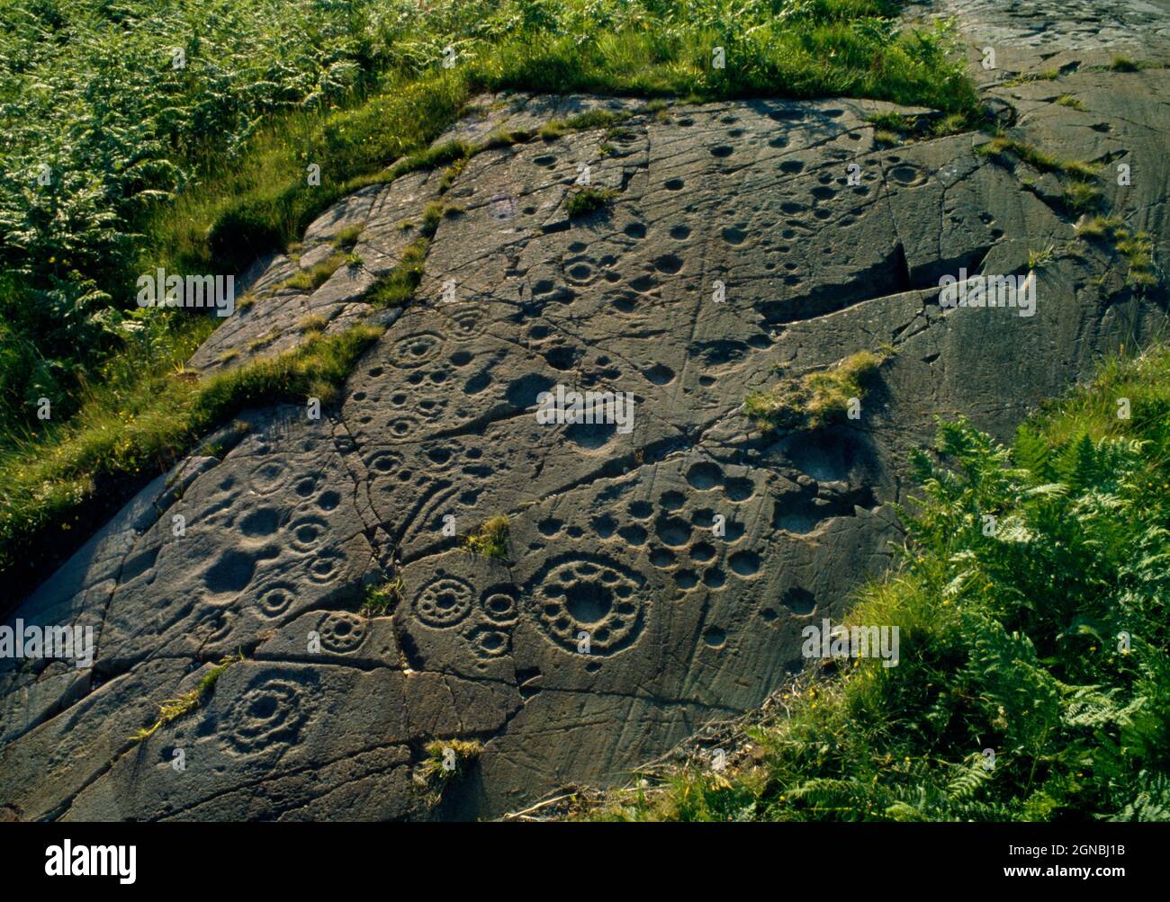 Ringed rosettes hi-res stock photography and images - Alamy