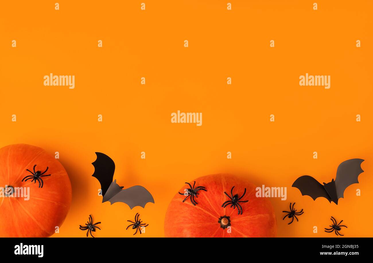 Halloween composition of pumpkins and cartoon black bats and spiders on ...