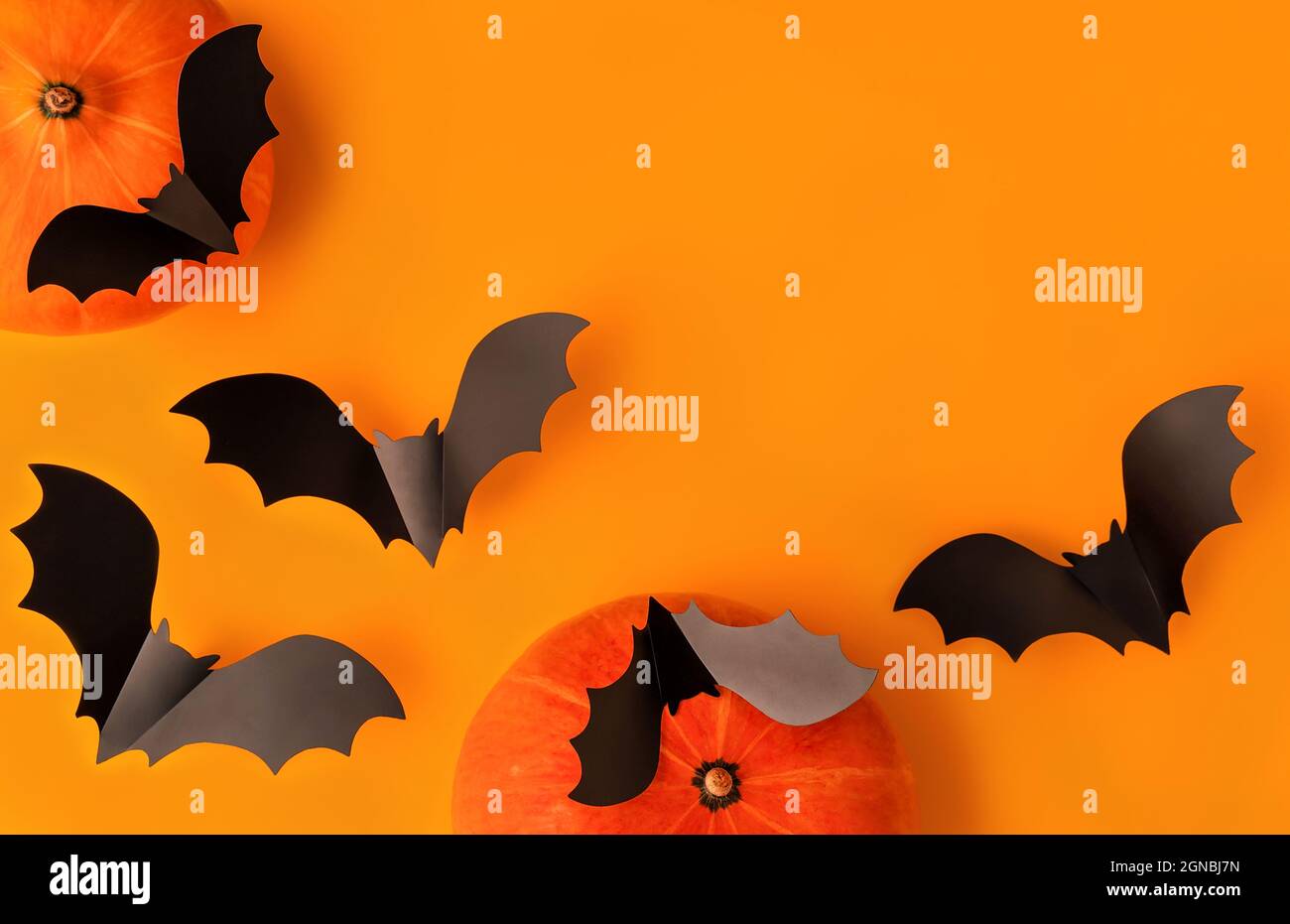 Halloween composition of pumpkins and cartoon black bats on orange ...