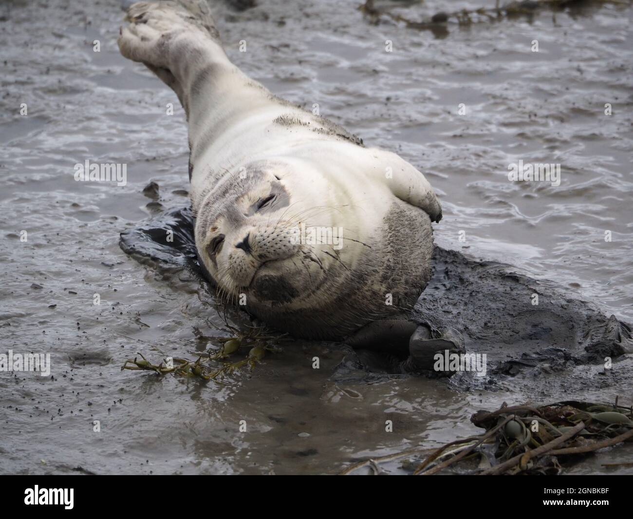 Funny scene of a seal laying in the mud, Ameland, Netherlands Stock Photo
