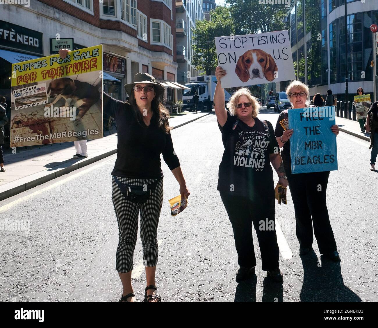 Beagles testing hires stock photography and images Alamy