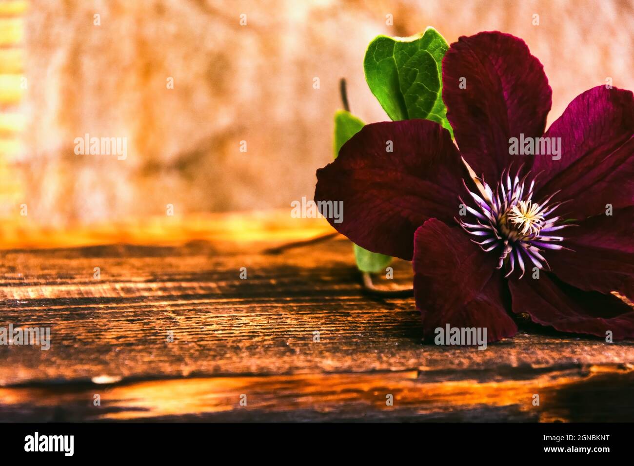 Bard flower of clematis on a burnt wooden background. High quality photo Stock Photo