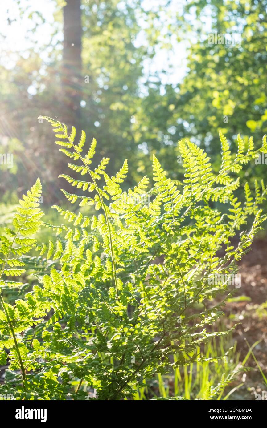 Common sword fern, Boston fern Nephrolepis exaltata LOMARIOPSIDACEAE indusium. Green Leaves Trees Hanging in forest. High quality photo Stock Photo