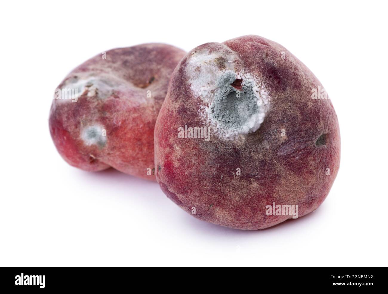 Mold growing on old flat peach, isolated on white background Stock Photo