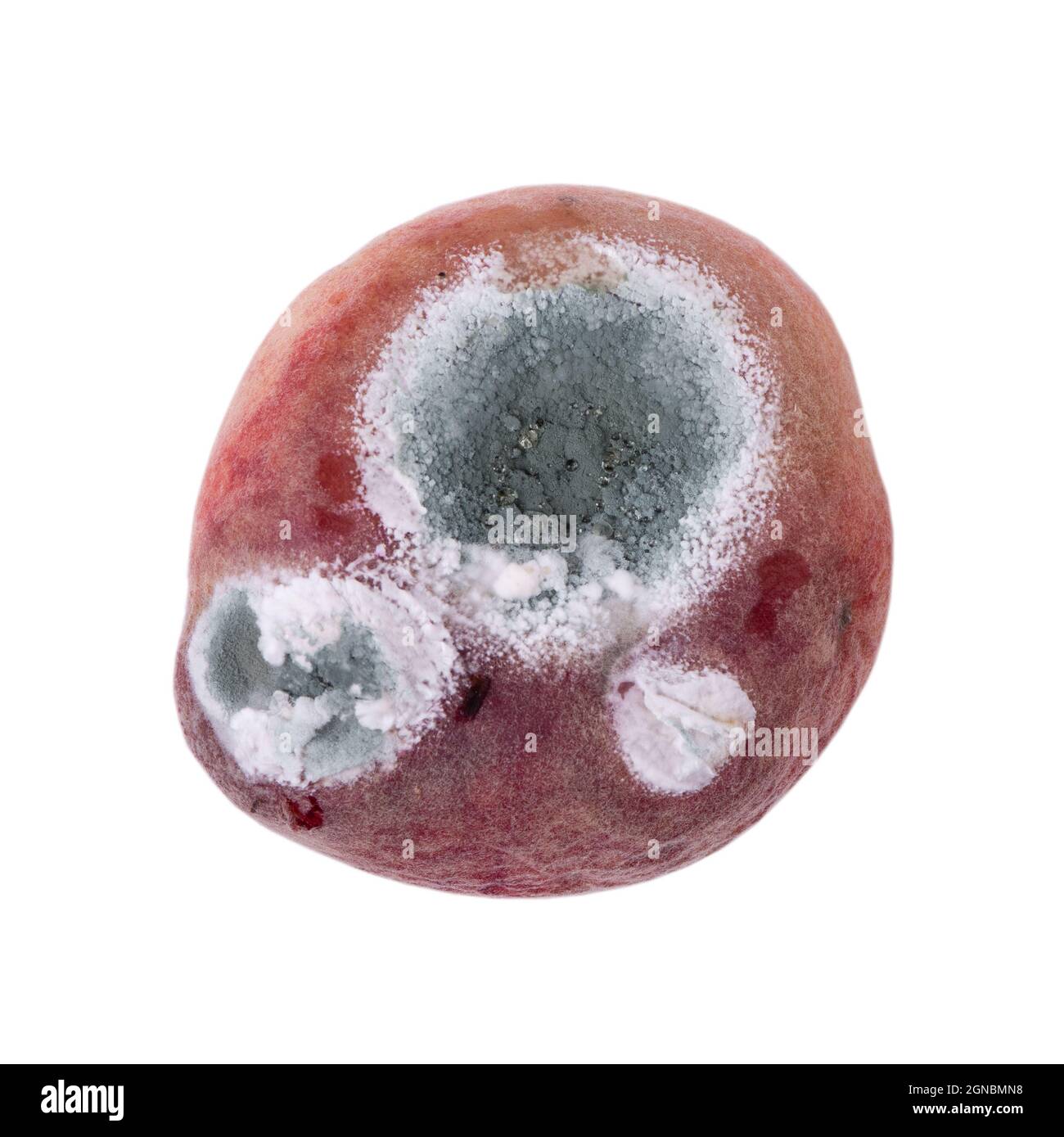 Mold growing on old flat peach, isolated on white background Stock Photo