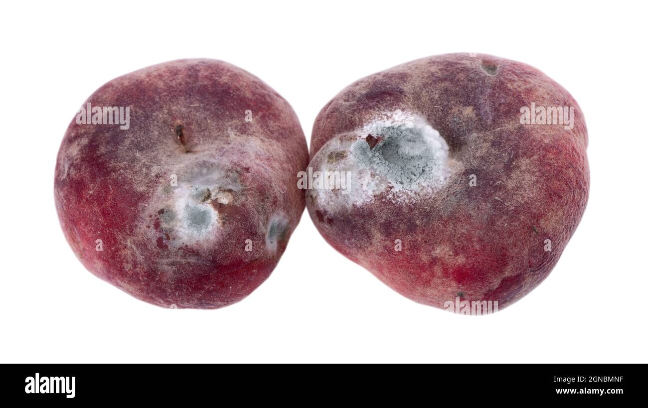 Mold growing on old flat peach, isolated on white background Stock Photo
