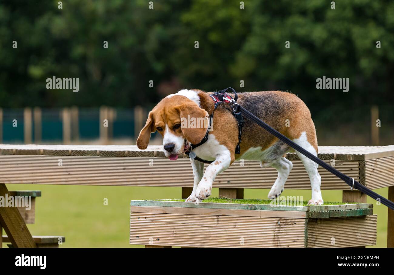 Dog agility beagle hi res stock photography and images Alamy