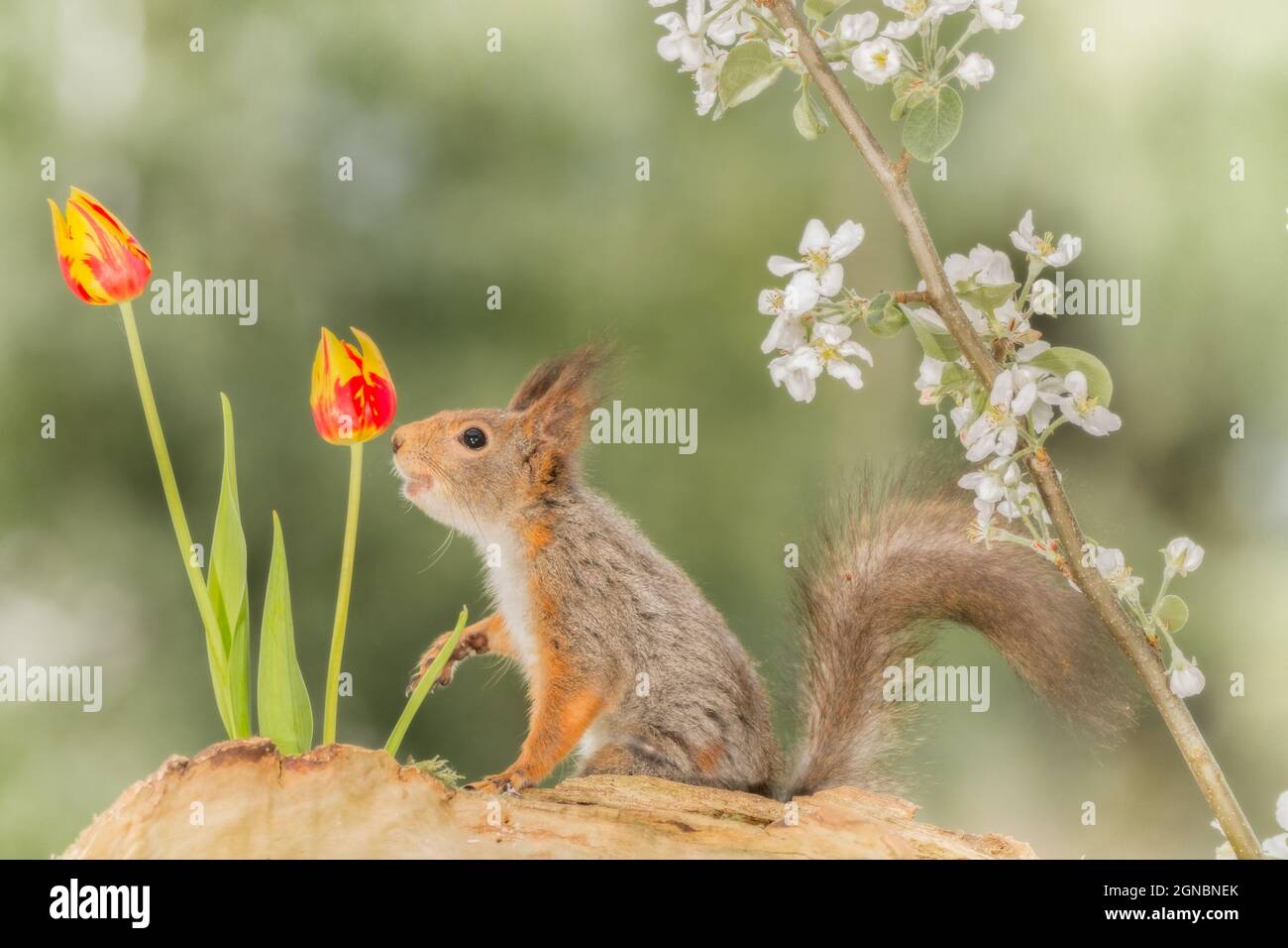 close up of  red squirrel  looking at tulip flowers standing below  apple branches with blossoms Stock Photo