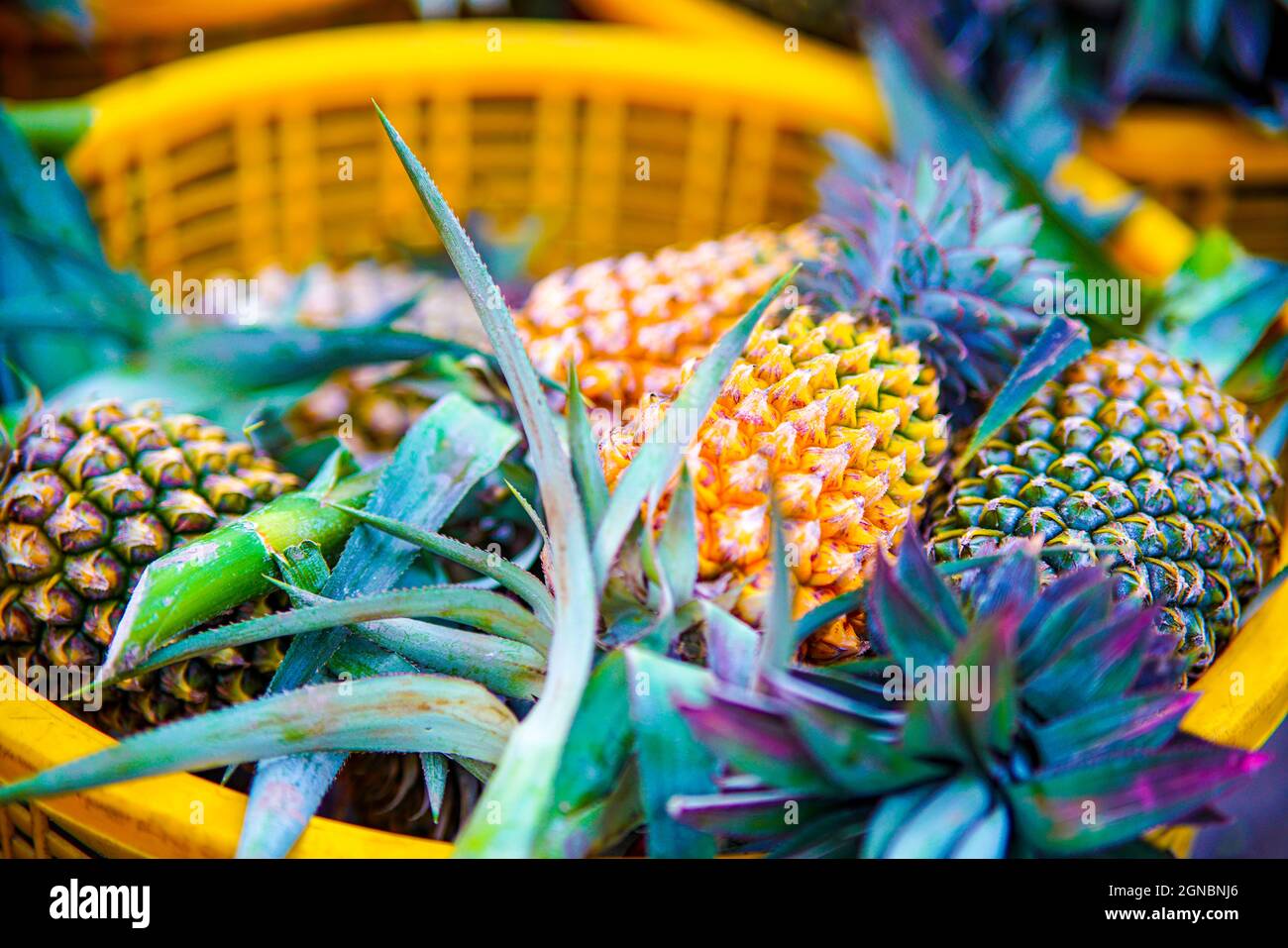 Pineapple garden in Hau Giang province southern Vietnam Stock Photo Alamy