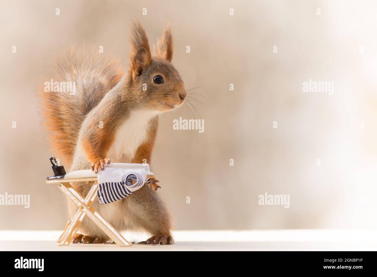 close up of red squirrel behind a  ironing board with a iron and shirt Stock Photo