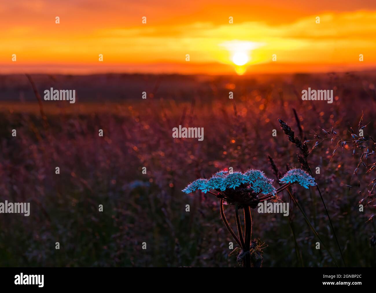 Cloe up of cow parsley in field at sunset with colourful orange sky East Lothian, Scotland, UK Stock Photo