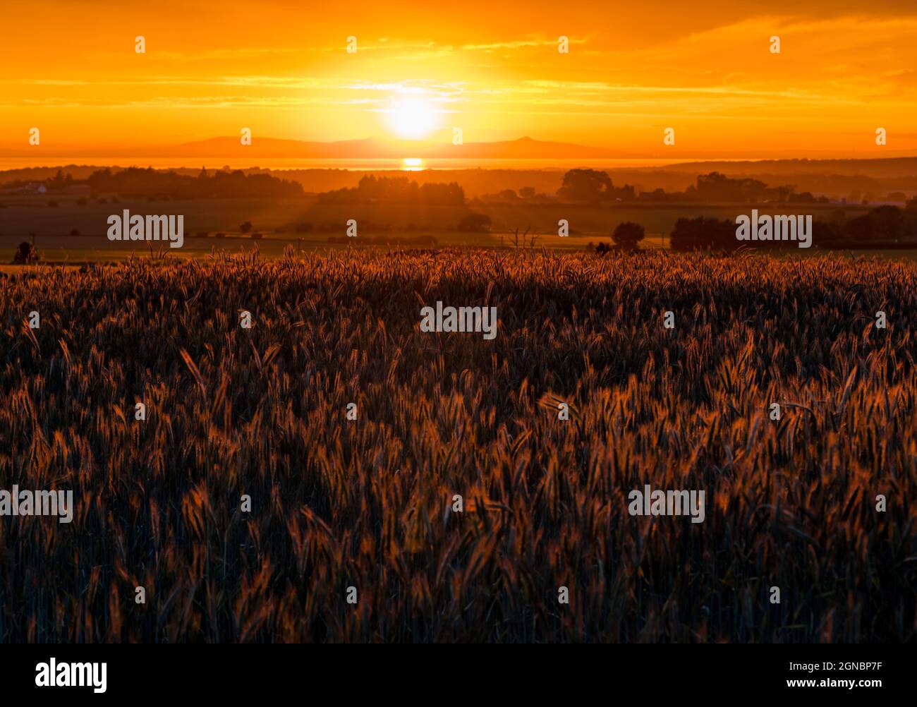 Grain crop field at sunset with colourful orange sky looking across Firth of Forth to Lomond Hills in Fife, Scotland, UK Stock Photo