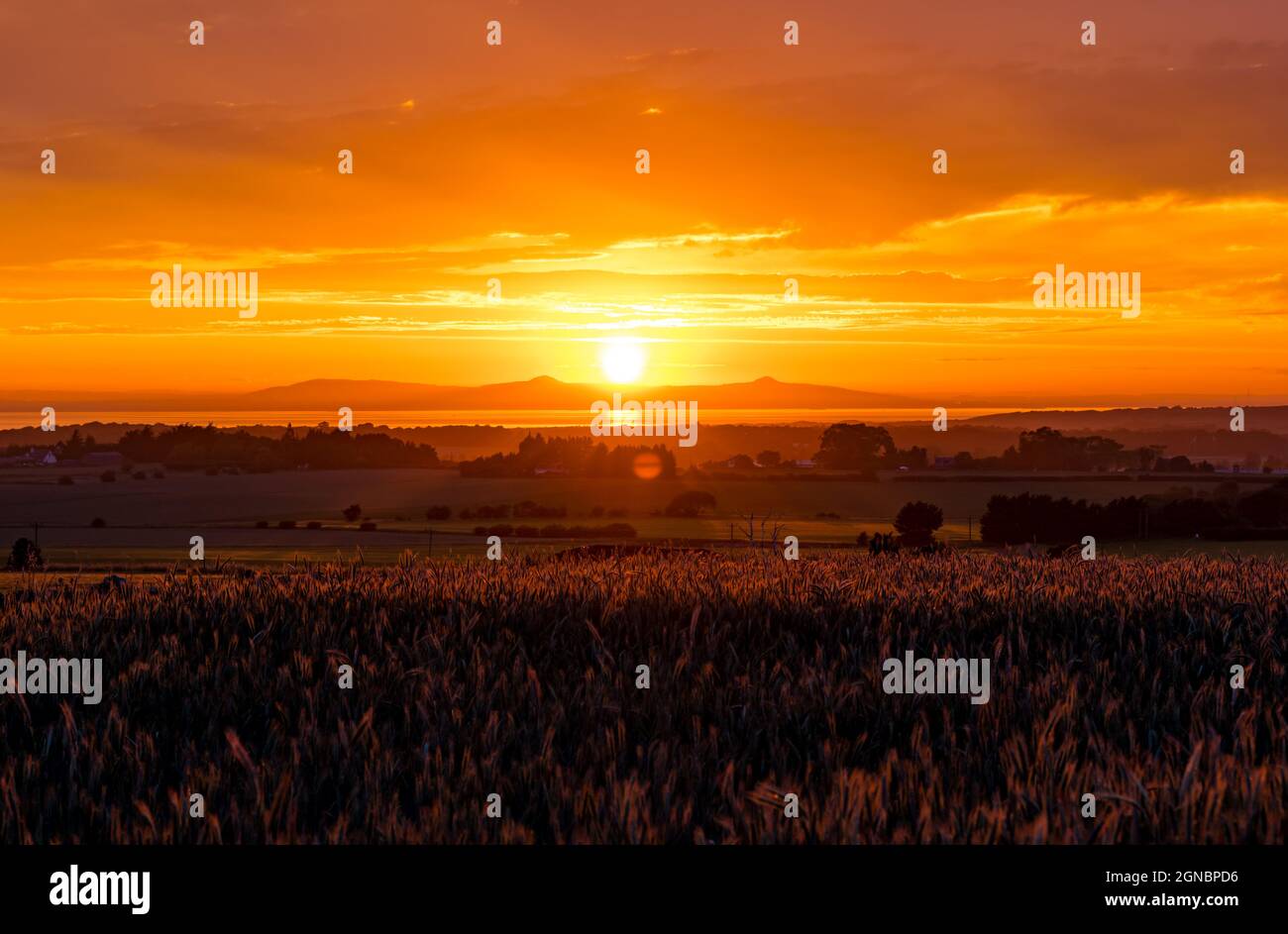 Grain crop field at sunset with colourful orange sky looking across Firth of Forth to Lomond Hills in Fife, Scotland, UK Stock Photo