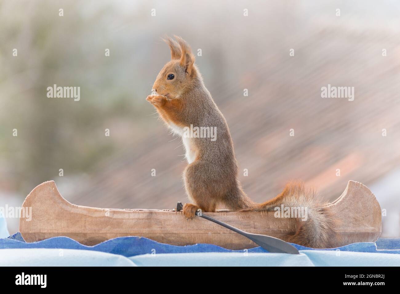 close up of  red squirrel standing  in a canoe with paddles Stock Photo