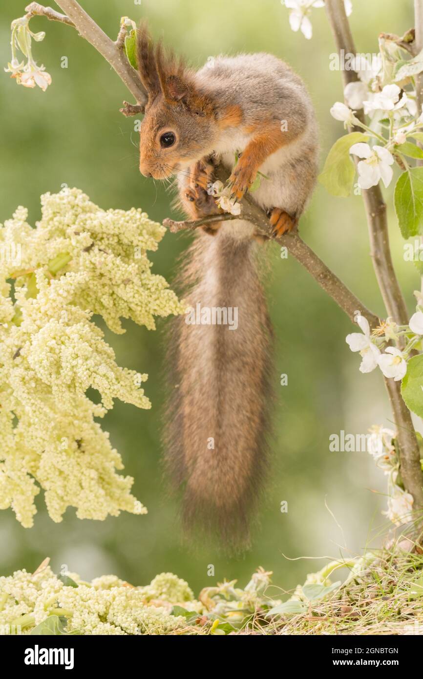 Red Squirrel Standing On Tree With Moss Looking Down Hi res Stock 